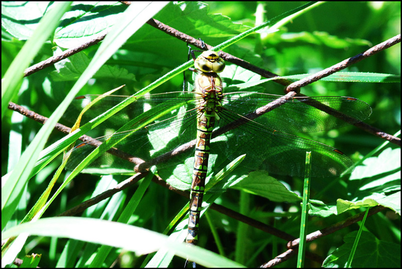 Anax imperator maschio ed Aeshna cyanea femmina